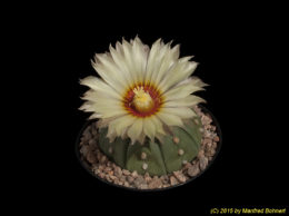 Astrophytum asterias v. nudum 2308